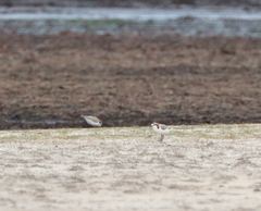 Charadrius ruficapillus