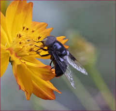 Copestylum violaceum