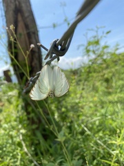 Ascia monuste monuste