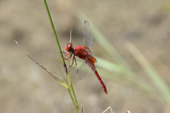 Crocothemis servilia mariannae
