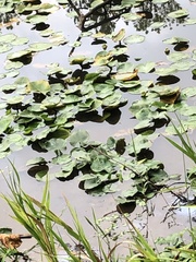 Nymphaea mexicana
