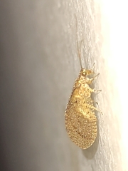 Nusalala tessellata