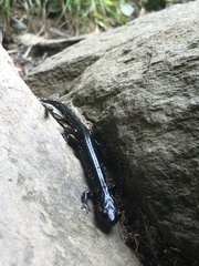 Plethodon jordani