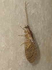 Nusalala tessellata