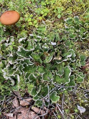 Peltigera aphthosa
