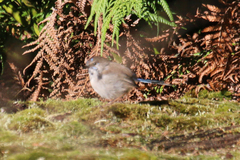 Malurus cyaneus cyaneus