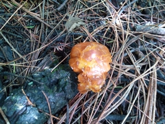 Phaeotremella foliacea