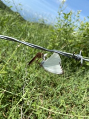 Ascia monuste monuste