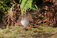 Malurus cyaneus cyaneus