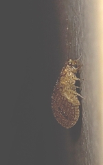 Nusalala tessellata