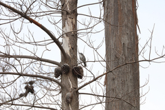 Colluricincla harmonica