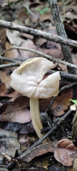Helvella crispa
