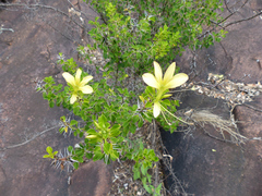 Barleria rotundifolia