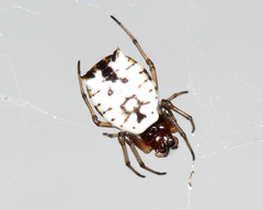 Micrathena mitrata