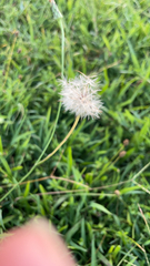 Taraxacum erythrospermum