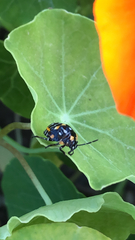 Murgantia histrionica