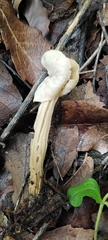 Helvella crispa