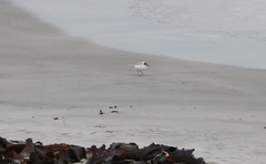 Thinornis cucullatus