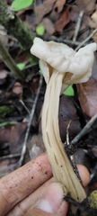 Helvella crispa