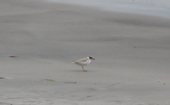 Thinornis cucullatus