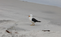 Larus pacificus