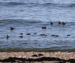 Somateria mollissima