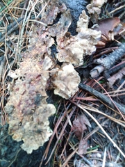 Thelephora terrestris