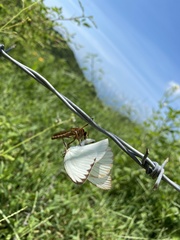 Ascia monuste monuste