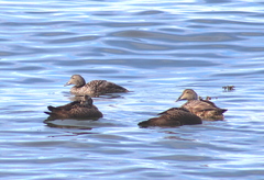 Somateria mollissima