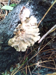 Thelephora terrestris
