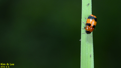 Physosmaragdina nigrifrons