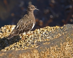 Arenaria melanocephala