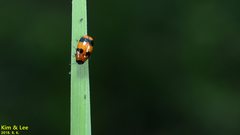 Physosmaragdina nigrifrons