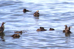 Somateria mollissima