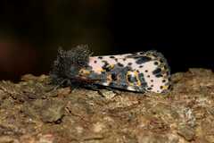 Xanthopastis timais
