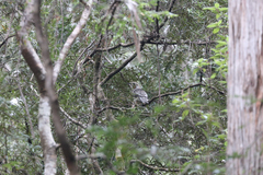 Anthochaera paradoxa