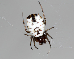 Micrathena mitrata
