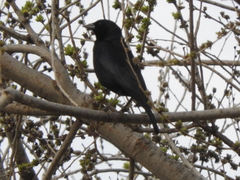 Molothrus rufoaxillaris