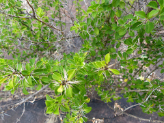 Barleria rotundifolia