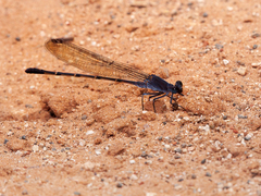 Argia lugens