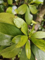 Corynocarpus laevigatus