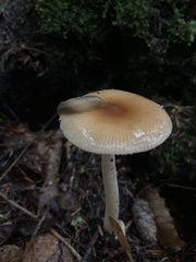 Amanita fulva