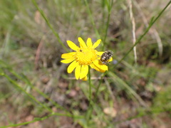 Gutierrezia wrightii