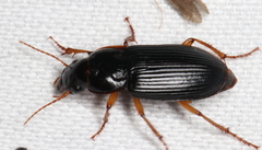 Harpalus pensylvanicus