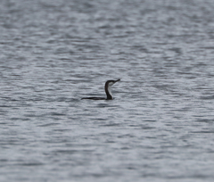 Phalacrocorax fuscescens