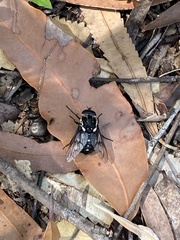 Triclista guttata