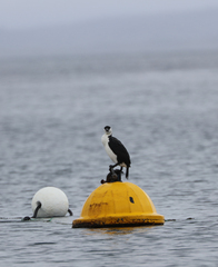 Phalacrocorax fuscescens