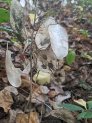 Lunaria annua