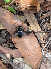 Triclista guttata