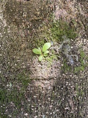 Pyrrosia eleagnifolia
